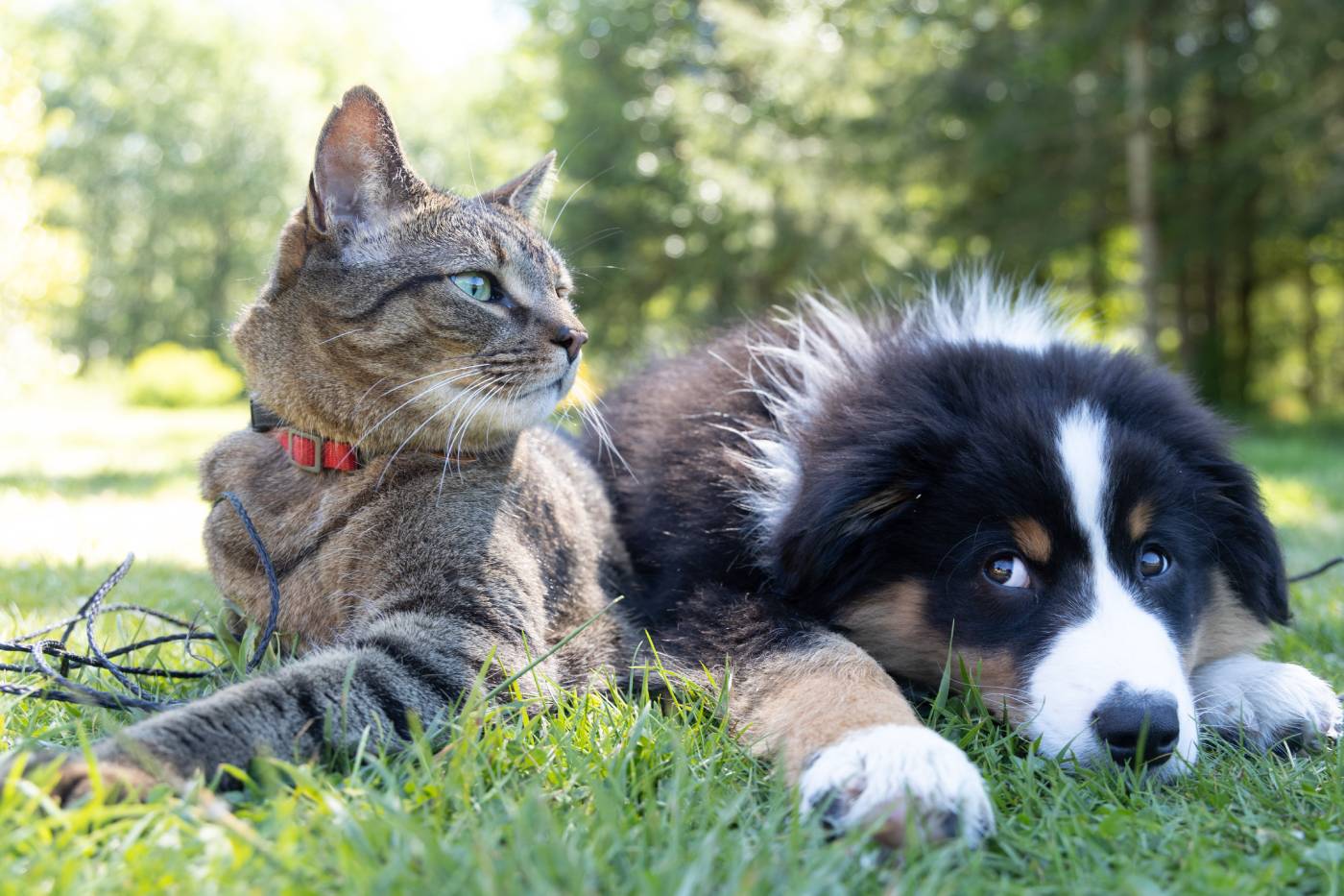 kedi kopek aksesuarlari